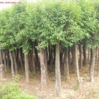 急售5-13公分的大葉女貞和國槐