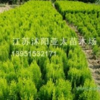 供應(yīng)小葉女貞，灑金柏，紅瑞木，紅王子錦帶，衛(wèi)矛，黃楊