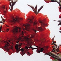 鄢陵紅葉桃/鄢陵紅葉碧桃/河南紅葉桃/河南紅葉碧桃