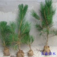 黑松 側(cè)柏 油松苗
