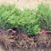 蜀檜、北京快、灑金柏、紫薇、小葉女貞、金葉女貞