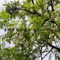 供應(yīng)各種規(guī)格刺槐 大刺槐 2-30公分刺槐均有