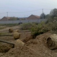 供應(yīng)各型號(hào)白蠟 大國(guó)槐