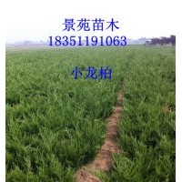 江蘇小龍柏價(jià)格