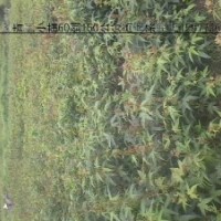 大量供應(yīng)青楓小苗