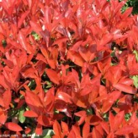 特供雪松，廣玉蘭，紅葉石楠，大葉女貞