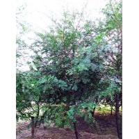 南方紅豆杉綠化樹