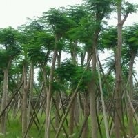 花木場(chǎng)苗木-廣東花木場(chǎng)苗木-廣東普寧花木場(chǎng)苗木鳳凰木