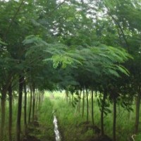 榆樹 刺槐 檉柳