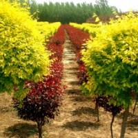 供應金葉榆 叢生金葉榆