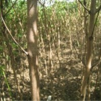 出售優(yōu)質(zhì)黃柏樹(shù)1.5-2胸徑