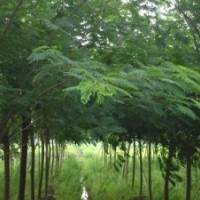 出售國槐,白蠟,欒樹