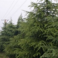 雪松廣玉蘭白玉蘭馬褂木香樟