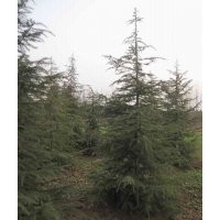 苗圃雪松圖片，雪松價(jià)格，6米雪松價(jià)格