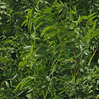 供應(yīng)文冠果苗、山杏苗等