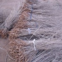 出售枸杞苗/枸杞種苗