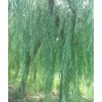 出售紅葉楊,柳樹,椿樹