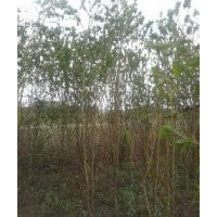 黑龍江哈爾濱出售山丁子、山桃稠李（山桃）五角楓