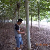 新式法桐、國槐、白蠟、南欒、大葉女貞