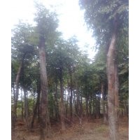 供應(yīng)實生、移栽香樟