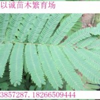 速生合歡，速生合歡