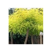 哪里有金葉槐 哪里的金葉槐價格低 哪里的國槐樹多