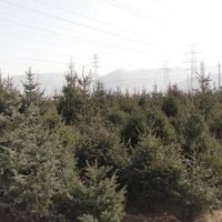 大量專業(yè)提供甘肅青海云杉定植苗木30萬株