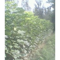 楸樹，欒樹，合歡，大葉女貞，梓樹小苗