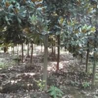 廣玉蘭價(jià)格 廣玉蘭苗圃 廣玉蘭基地