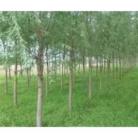 大量供應(yīng)柳樹，旱柳，饅頭柳，速生柳，絳柳