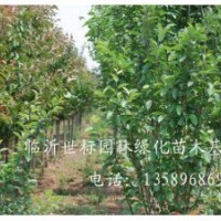 常年供應(yīng)1.5m--2m檜柏，3--6公分牡丹、花石榴，2--5公分黃金垂榆