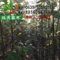 供應(yīng) 山東毛白楊 千頭椿 國槐 垂柳 速生楊 法桐