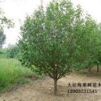 八棱海棠樹 風(fēng)景八棱海棠樹