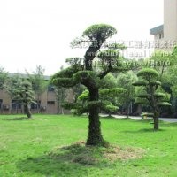 對節(jié)白蠟|優(yōu)質(zhì)對節(jié)白蠟