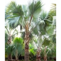 供應(yīng)棕櫚