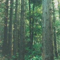 最新實用柳州融水杉樹種子育苗技術(shù)