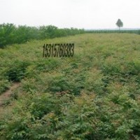 千頭椿樹苗.北京欒樹苗.速生白蠟苗.速生國(guó)槐