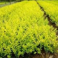 紅葉小檗，金葉女貞，大小葉黃楊，蜀儈，龍柏