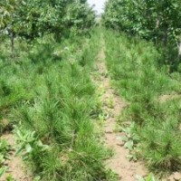 工程白皮松，營(yíng)養(yǎng)杯油松，國(guó)槐小苗，皂角，刺槐