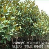 本場大量出售白玉蘭，紅玉蘭，廣玉蘭2-15公分