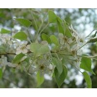 河南綠化苗木批發(fā)楊樹、全紅楊、紅葉楊基地