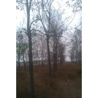 優(yōu)質(zhì)刺槐