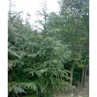 南京優(yōu)質(zhì)雪松批發(fā)-南京優(yōu)質(zhì)雪松價格