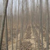 哪里有賣楊樹苗 107楊樹苗哪里有賣