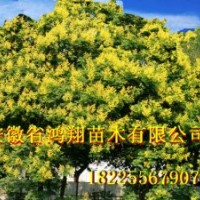 8公分欒樹10公分欒樹11公分欒樹15公分欒樹價(jià)格