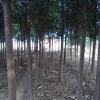 供應青垂5，6,7,8,大葉女貞7,8,9,10,櫻花