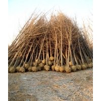 國(guó)槐價(jià)格 好樹形 國(guó)槐價(jià)格 合歡價(jià)格