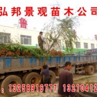 低價(jià)供應(yīng)垂柳：1--3米高，1.5---4公分，15---30公分