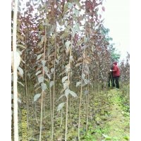 陜西西安急售米徑1cm左右紅葉李