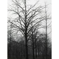 20cm銀杏,22cm銀杏樹,25cm銀杏樹,30cm銀杏樹